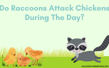 Do Raccoons Attack Chickens During The Day?