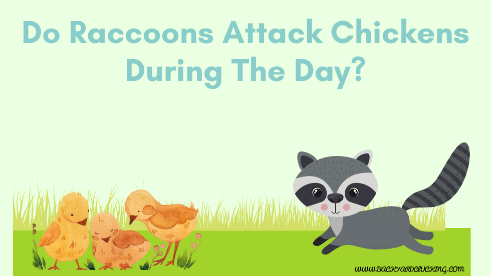 Do Raccoons Attack Chickens During The Day?