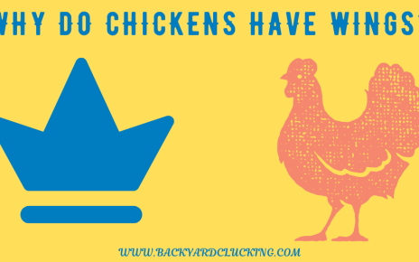 Why Do Chickens Have Wings?