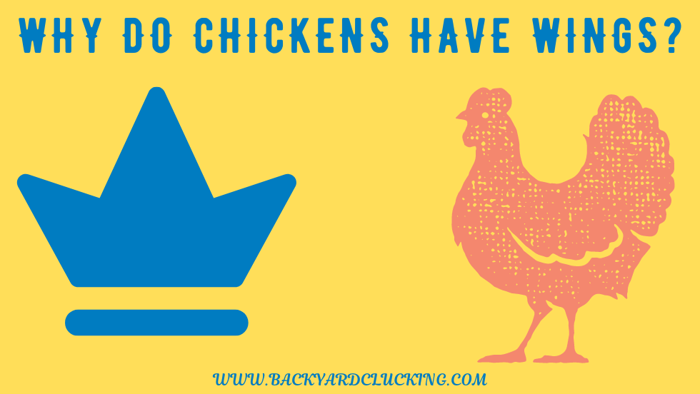 Why Do Chickens Have Wings?