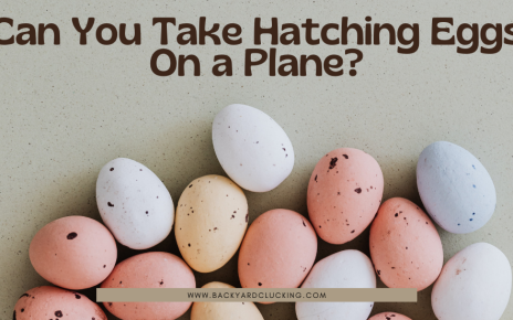 Can You Take Hatching Eggs On A Plane?