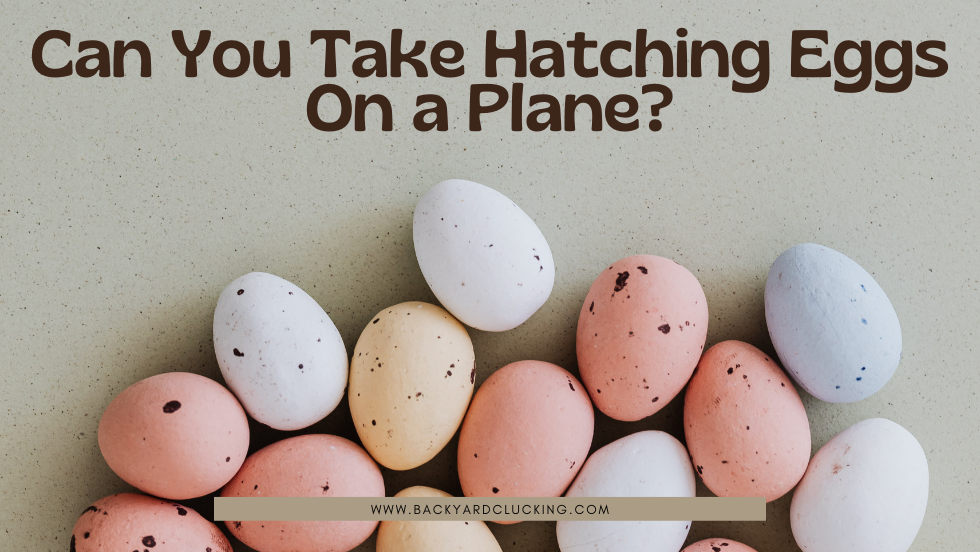 Can You Take Hatching Eggs On A Plane?