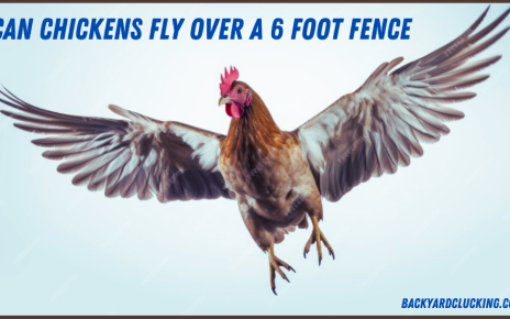 Can Chickens Fly Over a 6 Foot Fence?