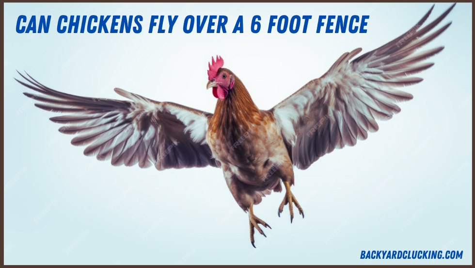 Can Chickens Fly Over a 6 Foot Fence?