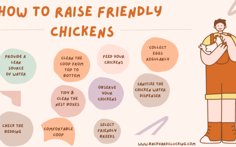How to Raise Friendly Chickens?