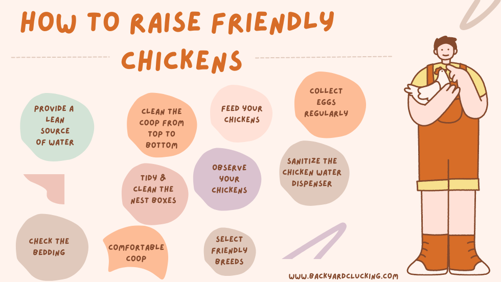 How to Raise Friendly Chickens?