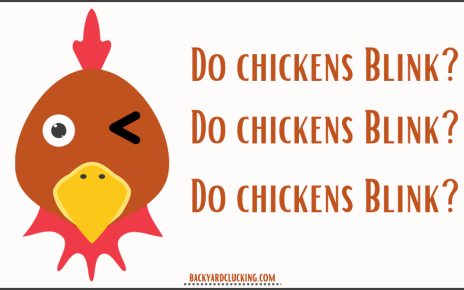 Do Chickens Blink?