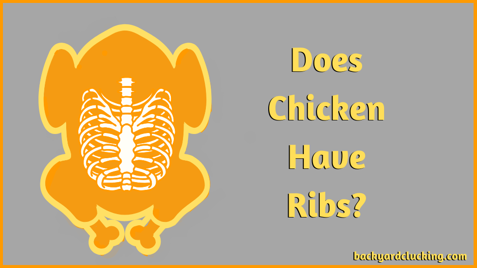 Does Chicken Have Ribs? Truth About Chicken Ribs