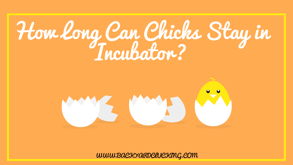 How Long Can Chicks Stay in Incubator?