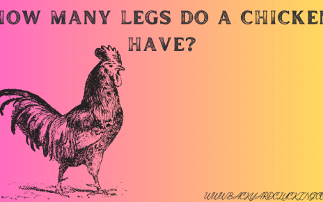 How Many Legs Do a Chicken Have?
