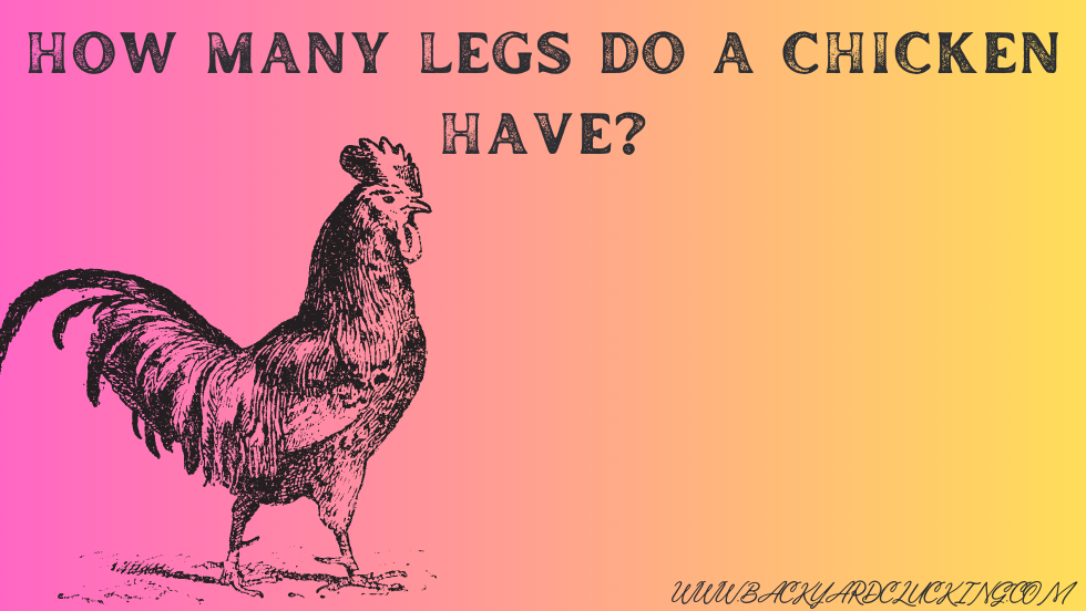 How Many Legs Do a Chicken Have?