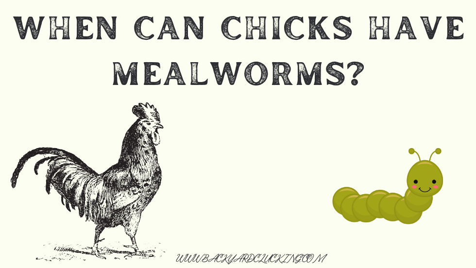 When Can Chicks Have Mealworms?