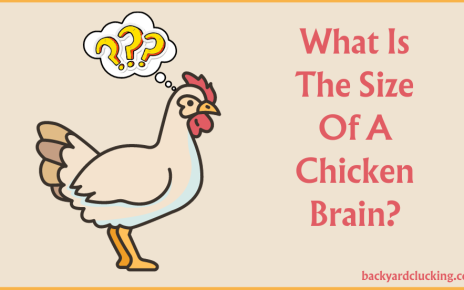 What Is The Size Of A Chicken Brain?