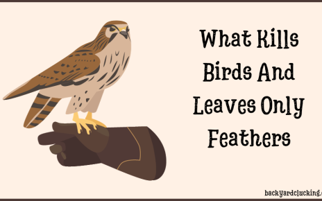 What Kills Birds and Leaves Only Feathers? Possible Predators and Patterns