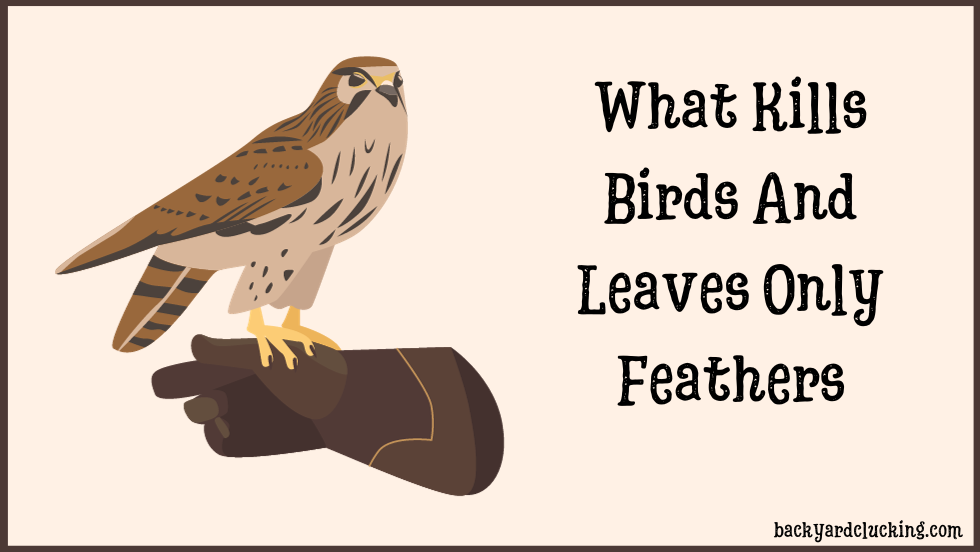 What Kills Birds and Leaves Only Feathers? Possible Predators and Patterns