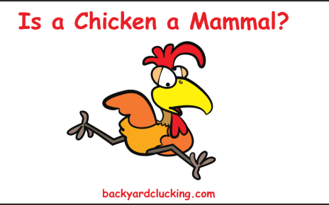 Is a Chicken a Mammal?