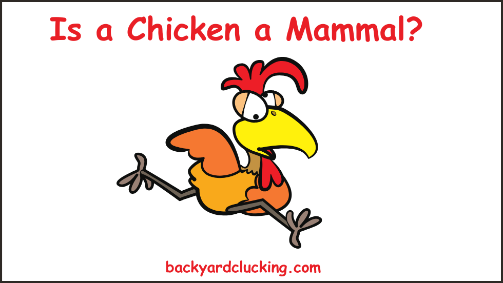 Is a Chicken a Mammal?