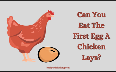 Can You Eat The First Egg A Chicken Lays?