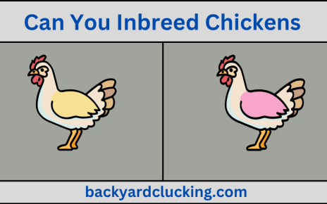 Can You Inbreed Chickens? Get Correct Information