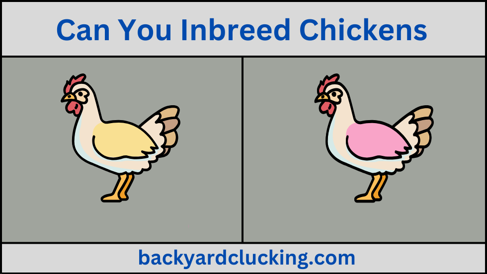 Can You Inbreed Chickens? Get Correct Information
