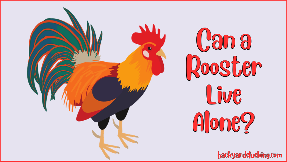 Can Roosters Live Alone?