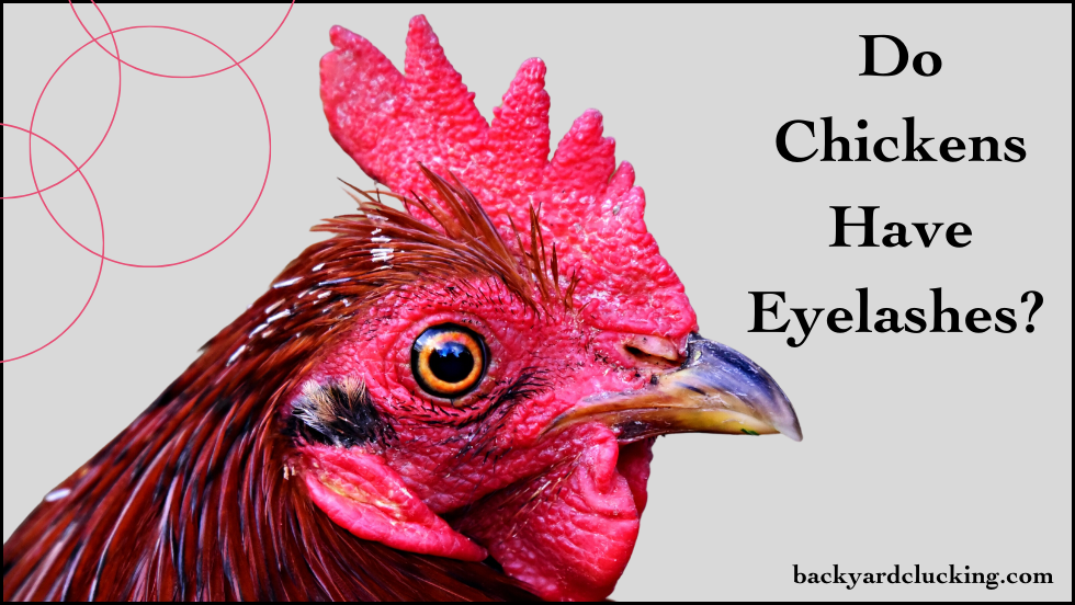 Do Chickens Have Eyelashes?