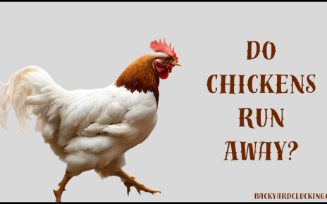 Do chickens run away? Tips to Prevent Escapes and Keep Your Chickens Safe