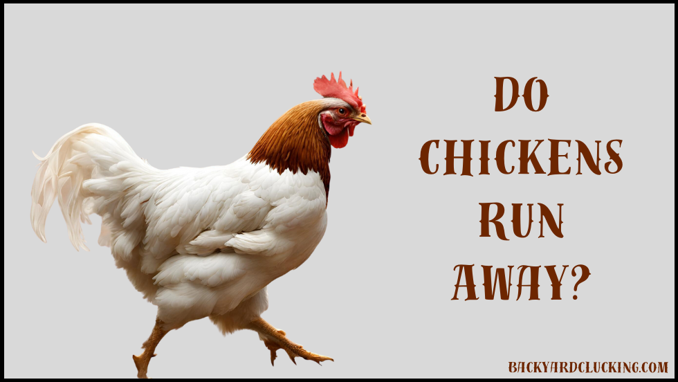 Do chickens run away? Tips to Prevent Escapes and Keep Your Chickens Safe