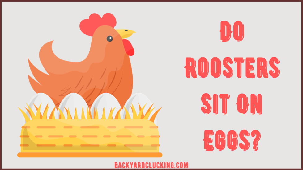 Do Roosters Sit on Eggs?