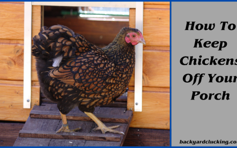 How to Keep Chickens Off Your Porch: A Comprehensive Guide
