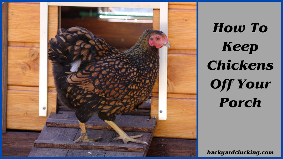 How to Keep Chickens Off Your Porch: A Comprehensive Guide