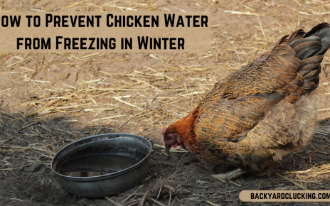 How to Prevent Chicken Water from Freezing in Winter