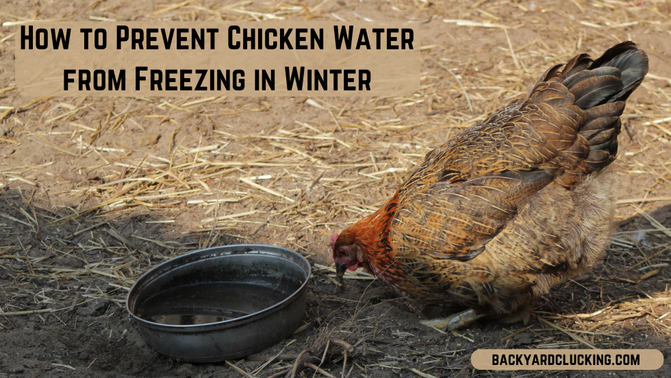 How to Prevent Chicken Water from Freezing in Winter
