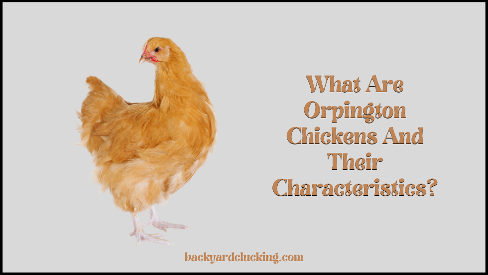 What are Orpington chickens and their characteristics?