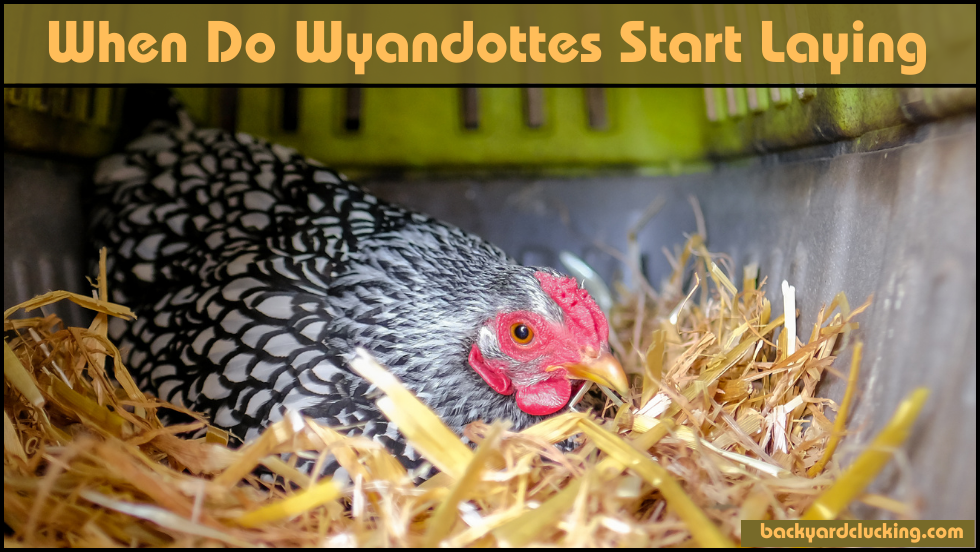 When Do Wyandottes Start Laying?