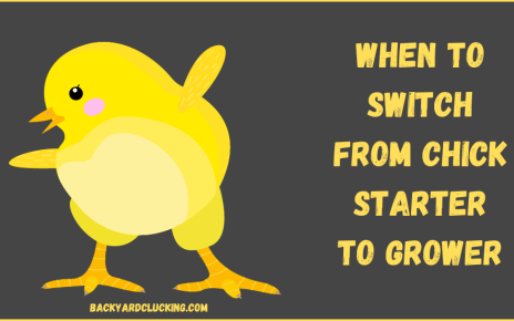 When To Switch From Chick Starter To Grower