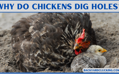 Why Do Chickens Dig Holes?