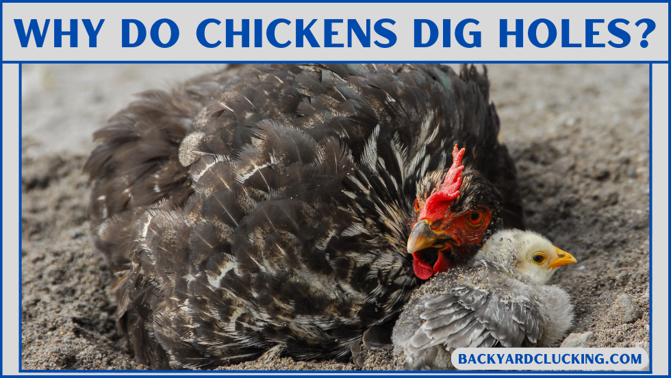 Why Do Chickens Dig Holes?