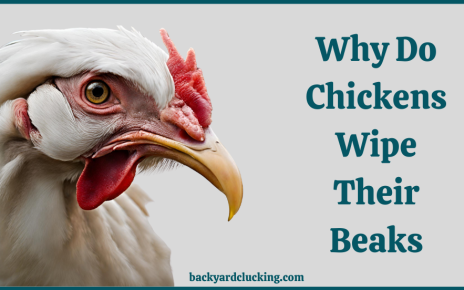 Why Chickens Wipe Their Beaks?