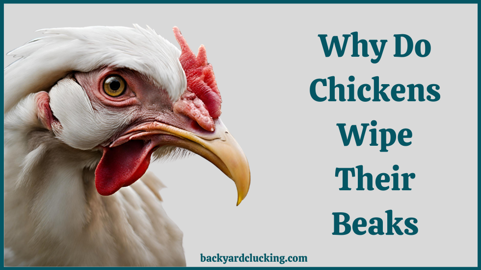 Why Chickens Wipe Their Beaks?