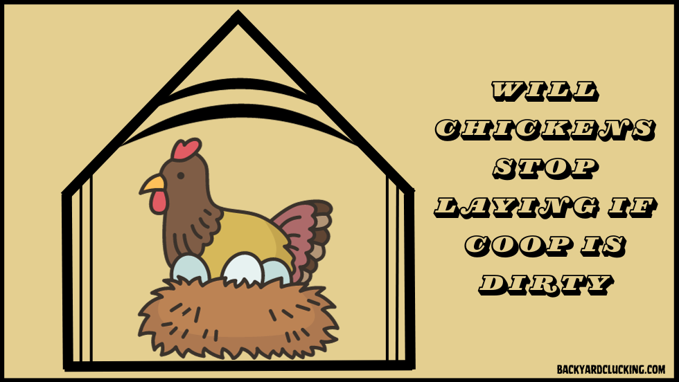 Will Chickens Stop Laying If Coop is Dirty?