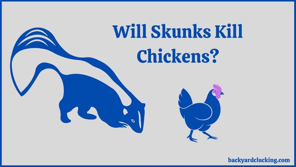 Will Skunks Kill Chickens?