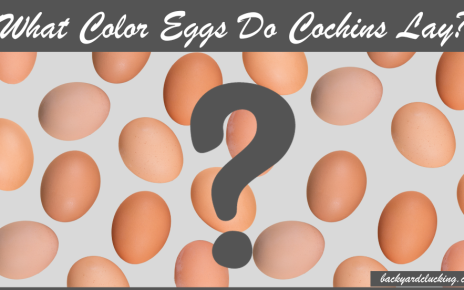 What Color Eggs Do Cochins Lay?