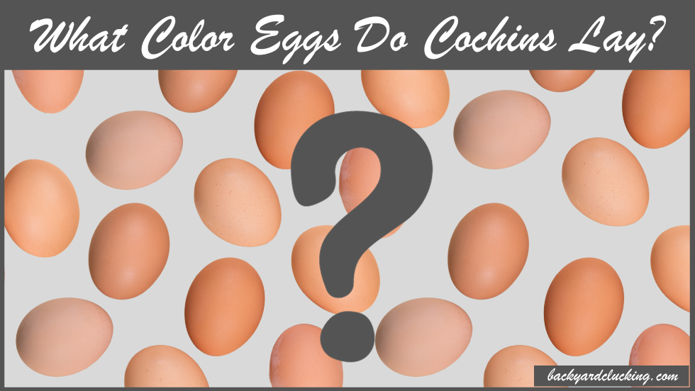What Color Eggs Do Cochins Lay?