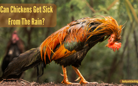 Can Chickens Get Sick From The Rain?