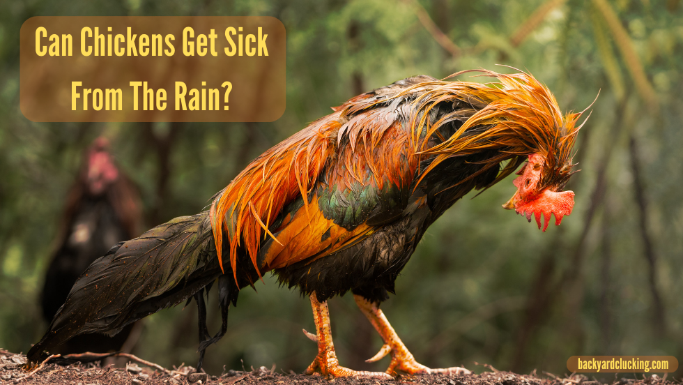 Can Chickens Get Sick From The Rain?