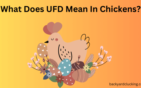 What Does UFD Mean In Chickens?