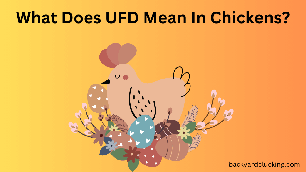 What Does UFD Mean In Chickens?
