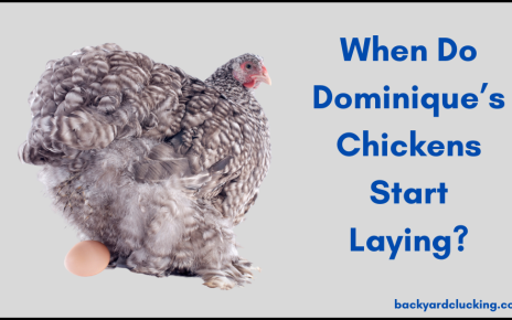 When do Dominique's chickens start laying?