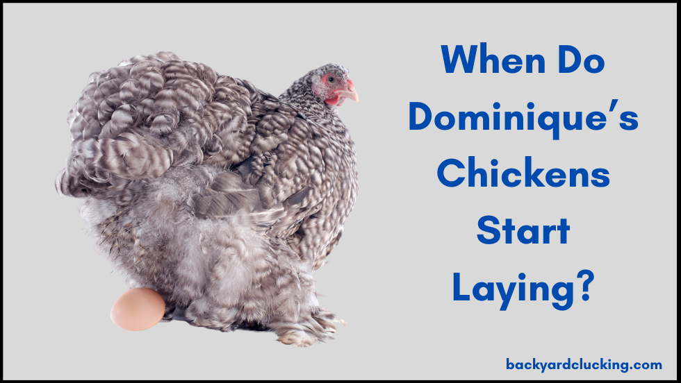When do Dominique's chickens start laying?